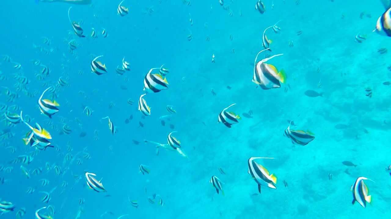 SCHOOL OF FISH SWIMMING IN WATER