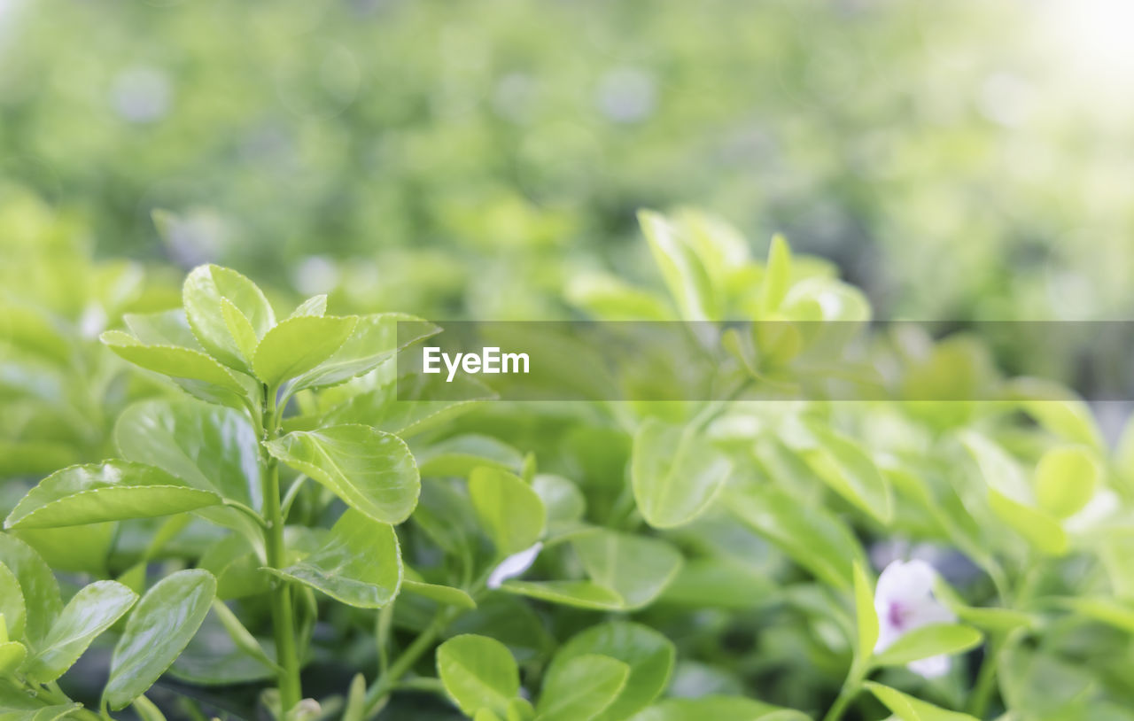 CLOSE-UP OF FRESH GREEN LEAVES ON PLANT