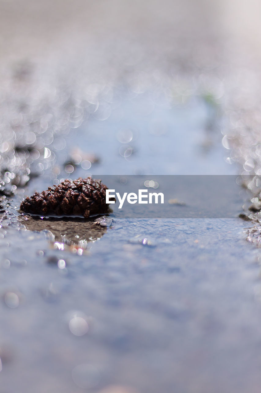 CLOSE-UP OF WATER DROPS ON PLANT