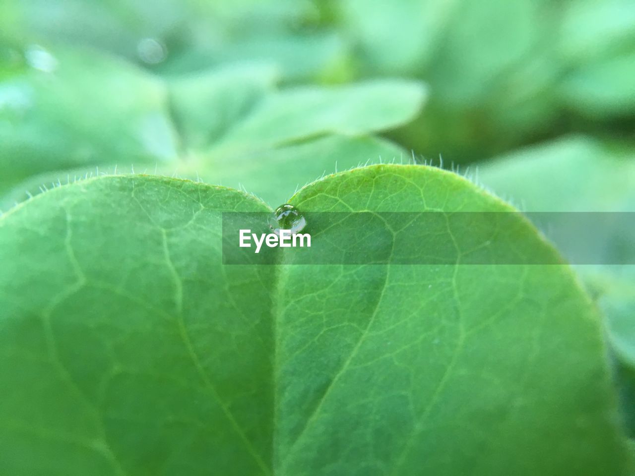 CLOSE-UP OF WATER DROPS ON PLANT