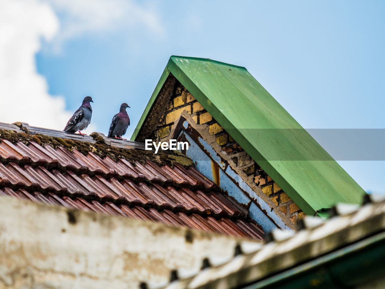 Low angle view of 2 pigeon on building roof against sky