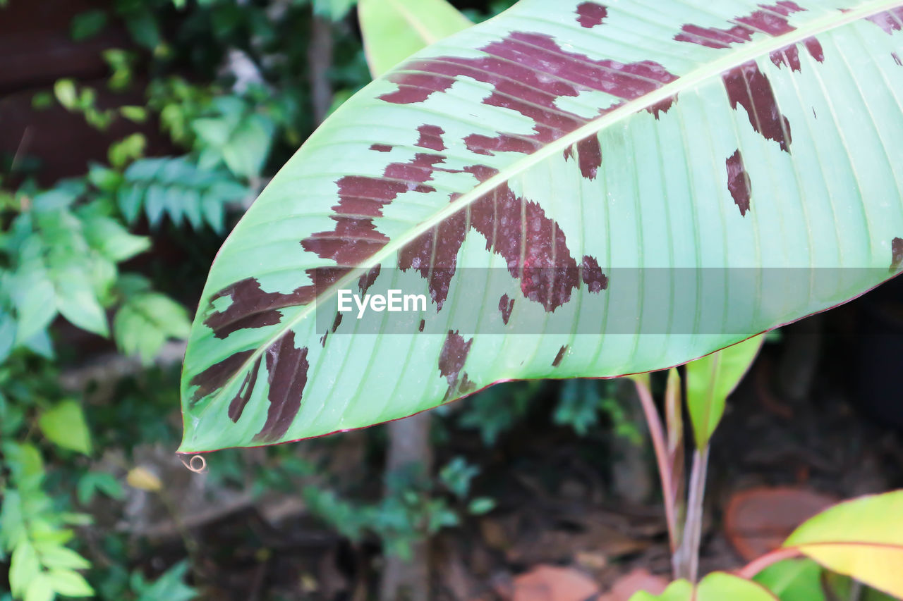 leaf, flower, plant part, plant, nature, green, close-up, focus on foreground, beauty in nature, no people, growth, day, outdoors, jungle, tree, land