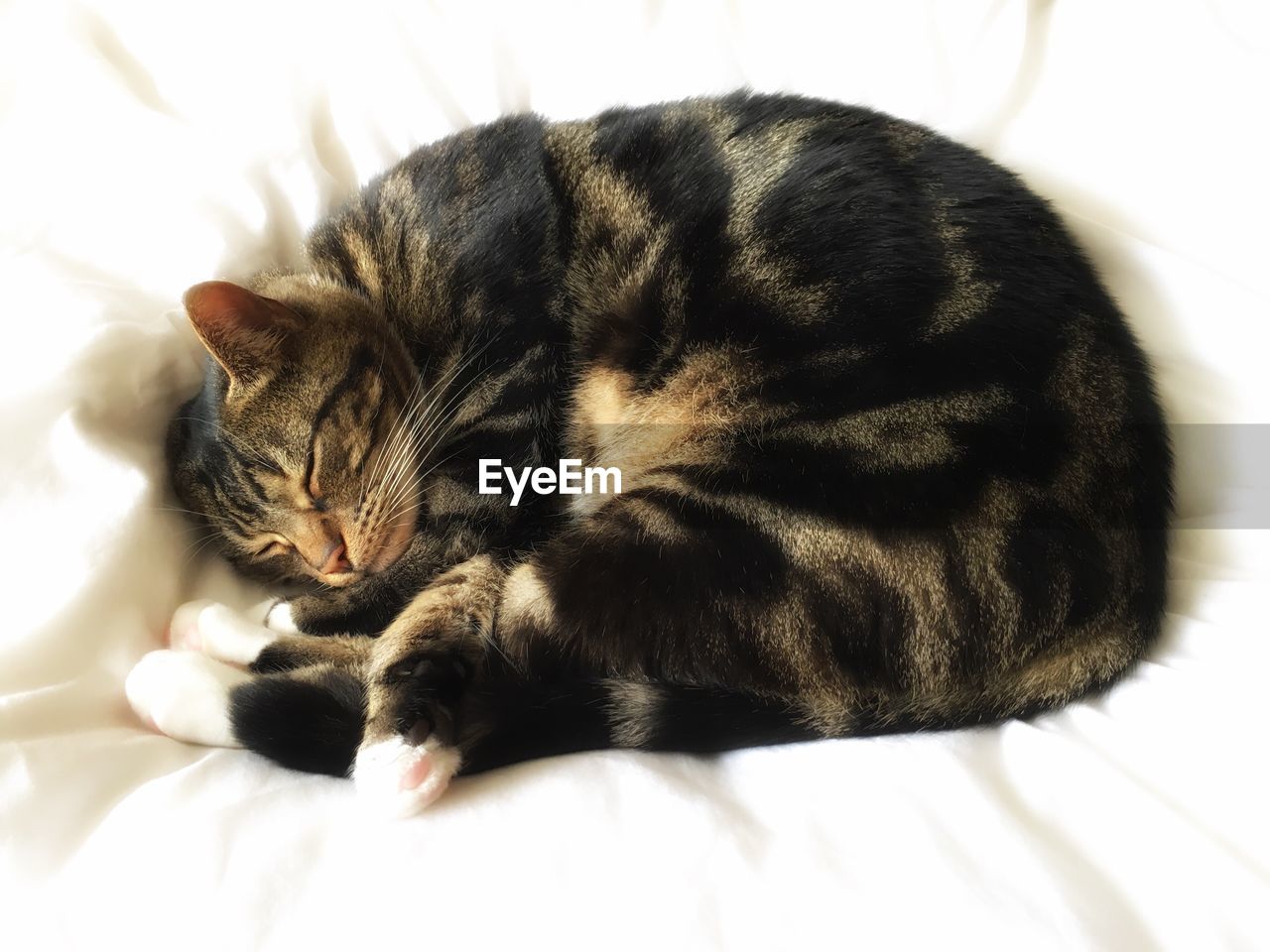 Close-up of cat sleeping on bed