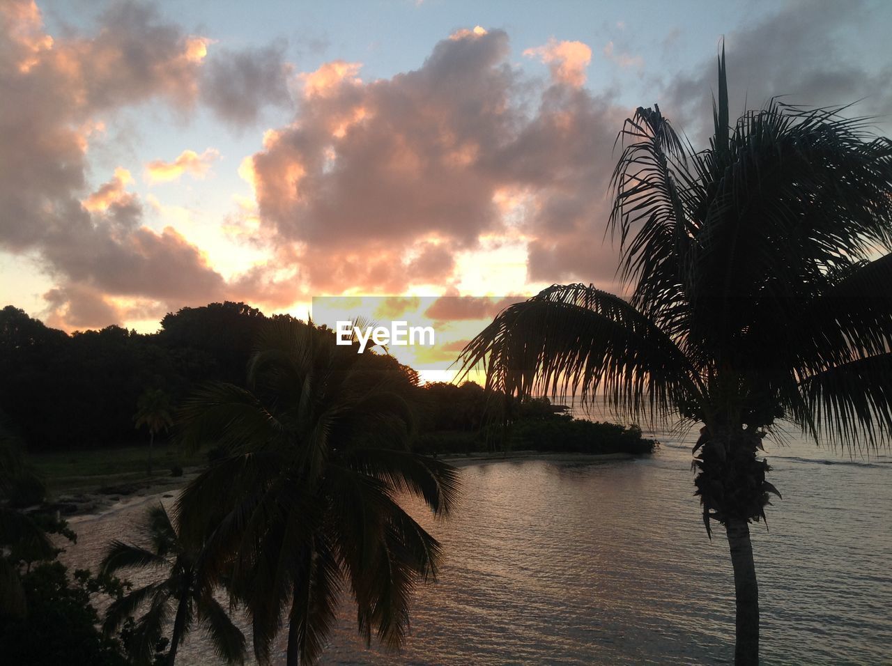 PALM TREES AT BEACH AGAINST SKY