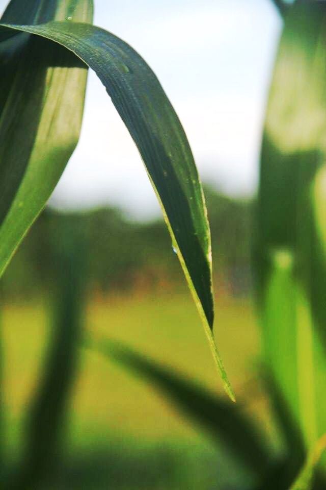 CLOSE-UP OF PLANT