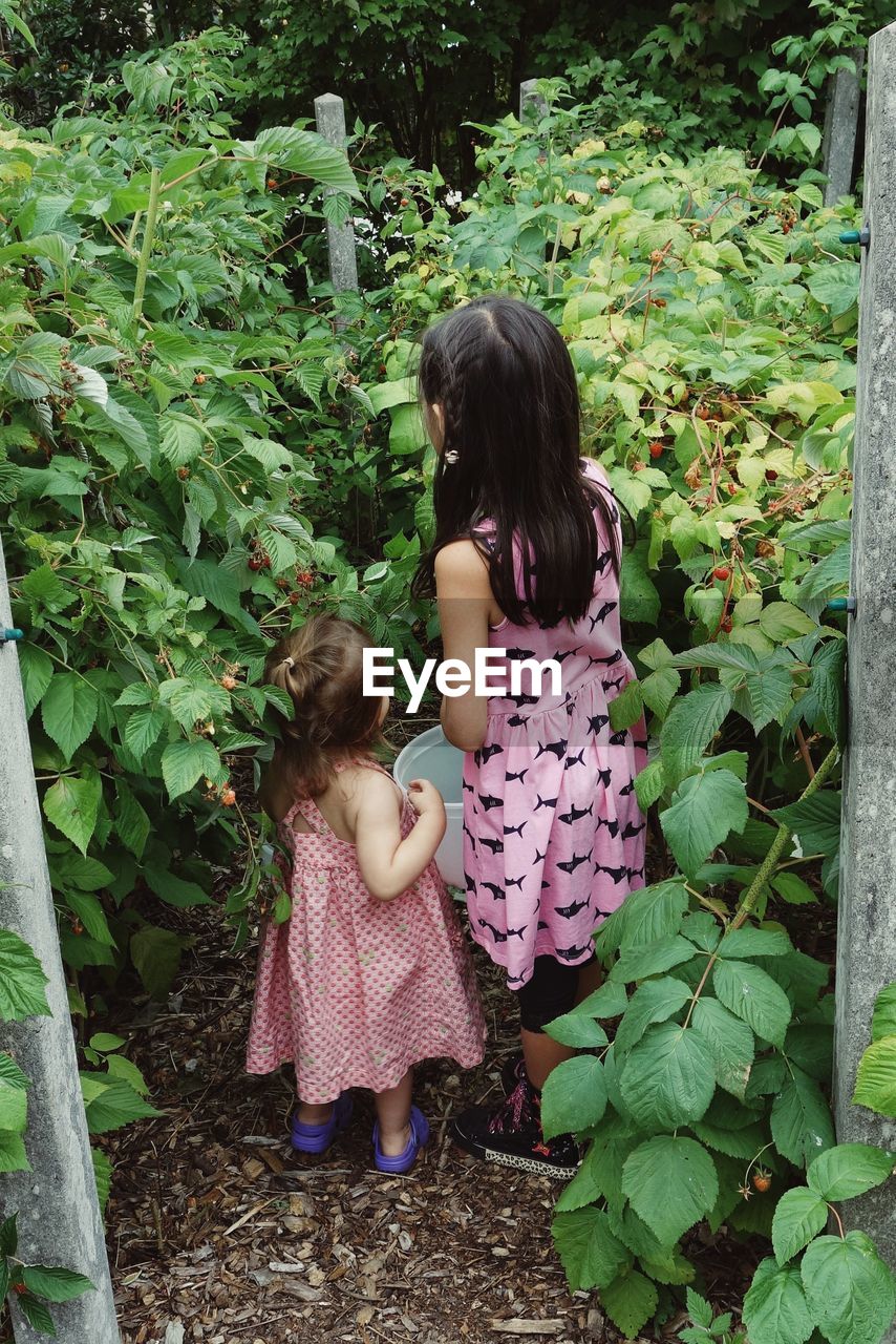 Rear view of siblings picking raspberries in yard