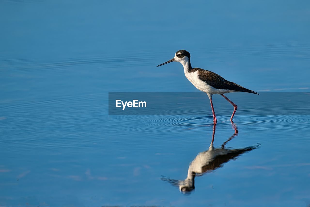 birds in lake