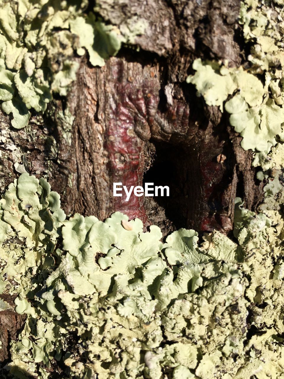 FULL FRAME SHOT OF TREE TRUNK WITH HOLE IN BACKGROUND