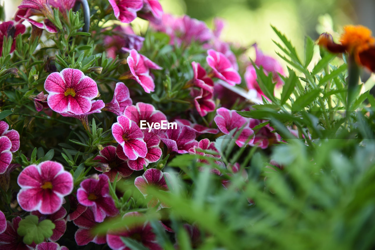 CLOSE-UP OF FRESH PINK FLOWERING PLANT