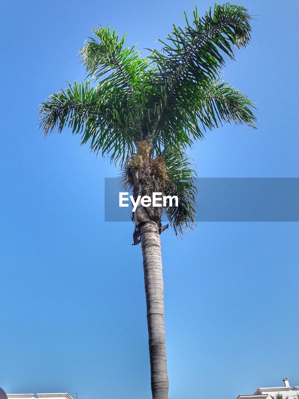 LOW ANGLE VIEW OF PALM TREE AGAINST BLUE SKY