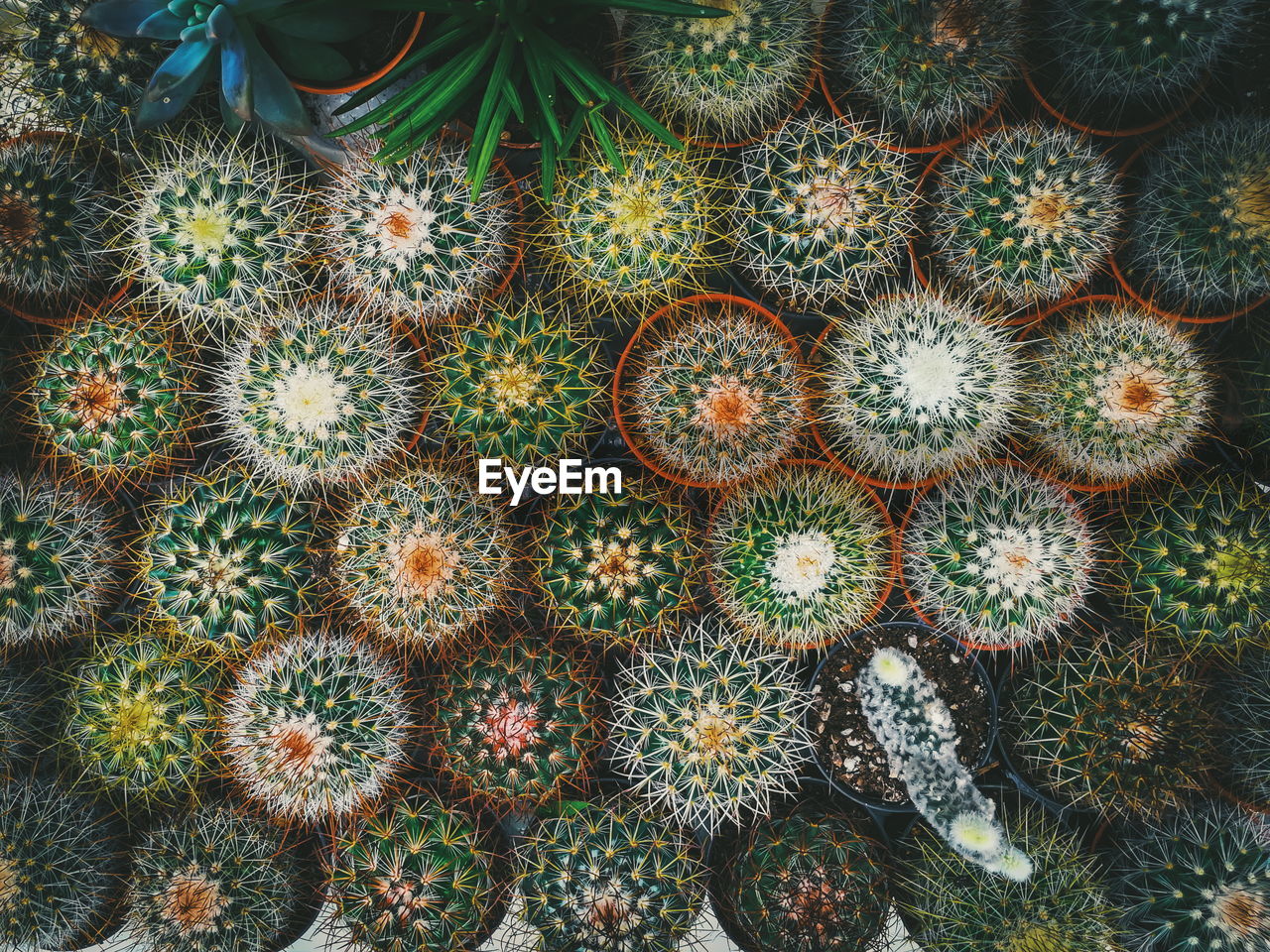 FULL FRAME SHOT OF CACTUS ON PLANT