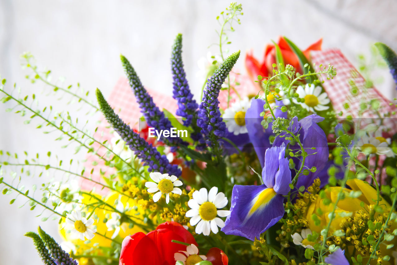 CLOSE-UP OF FLOWERS BLOOMING