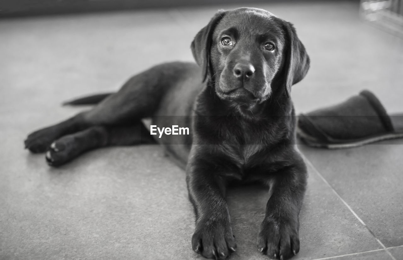 CLOSE-UP PORTRAIT OF PUPPY SITTING