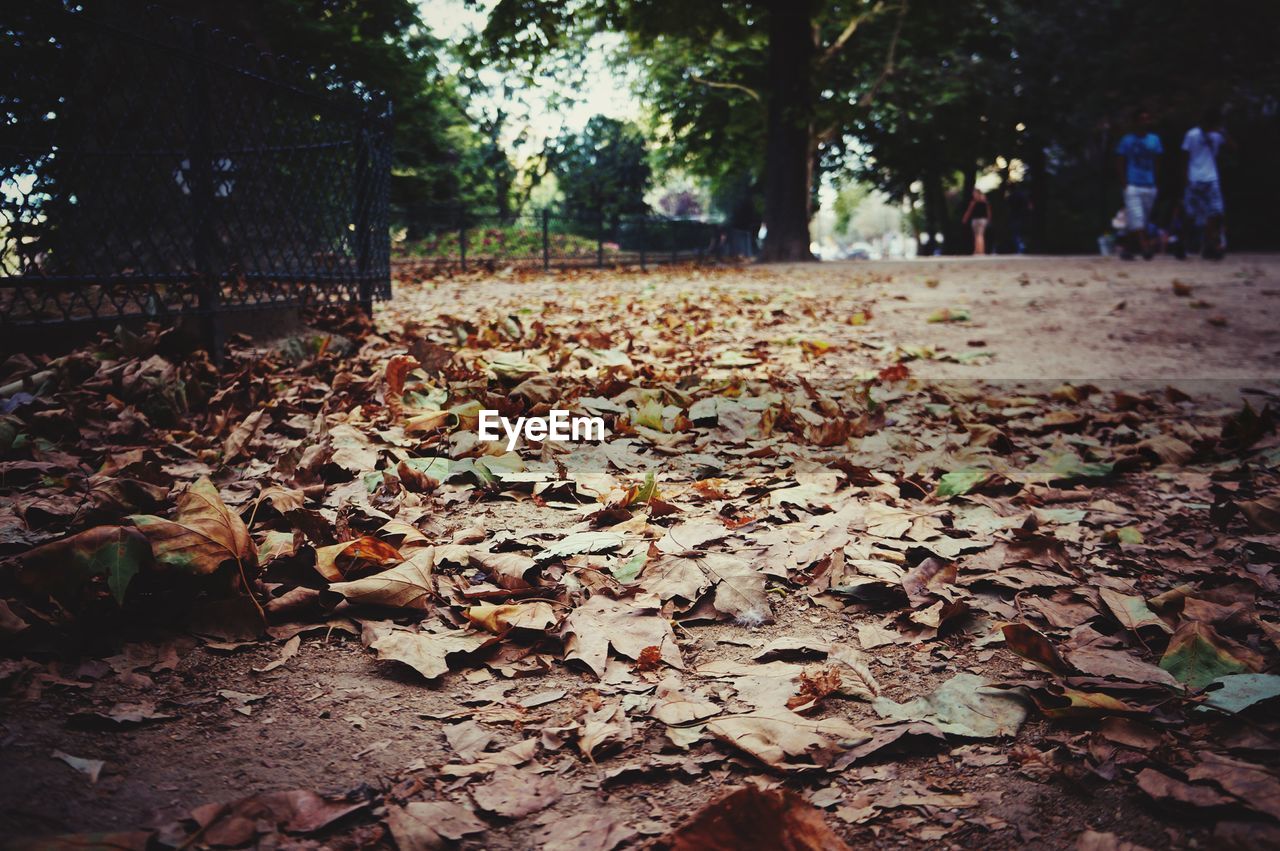 AUTUMN LEAVES ON TREES