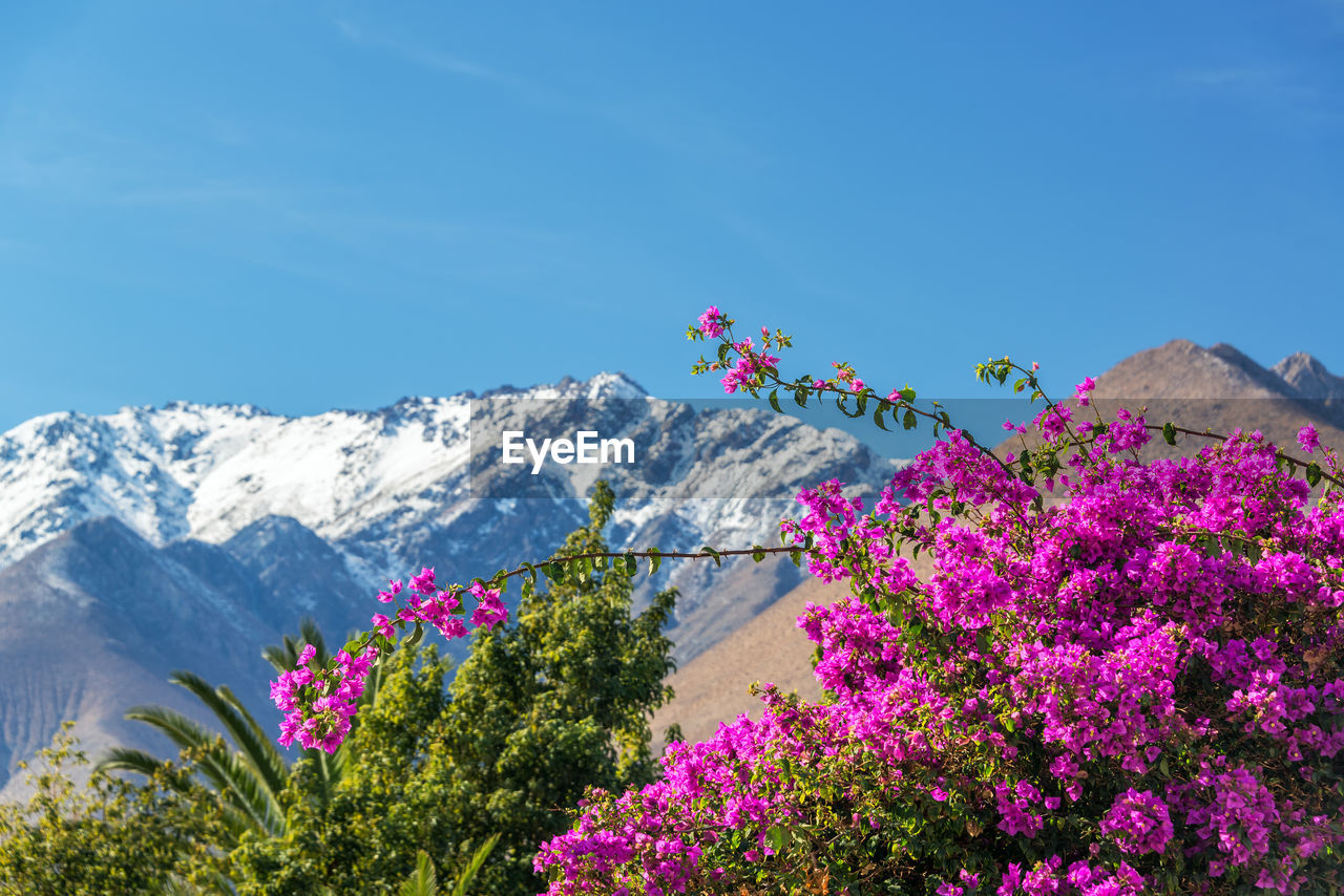 Scenic view of purple bougainvillea flowers against andes mountains