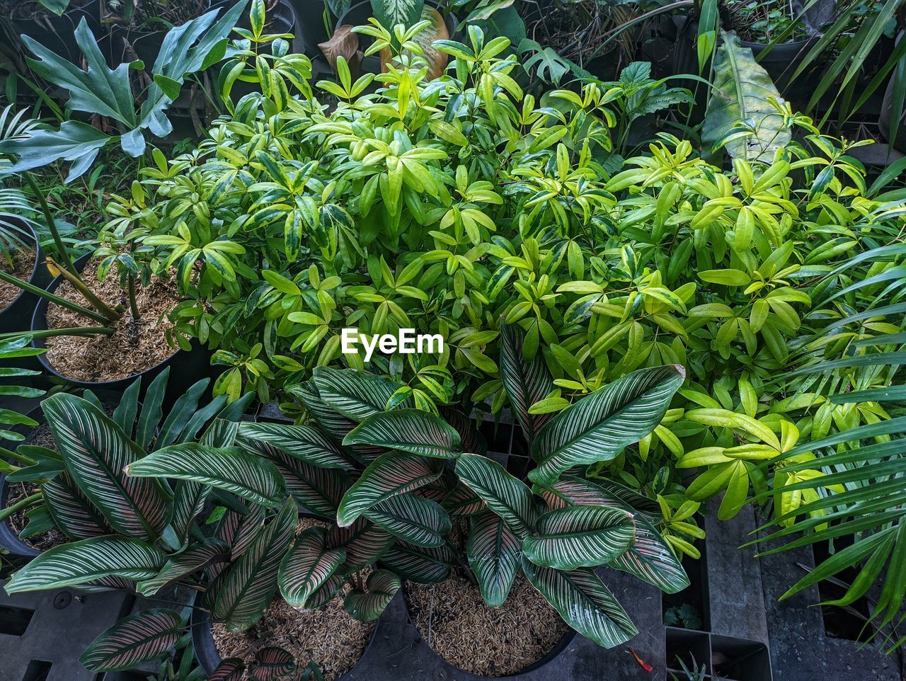 Full frame shot of plants