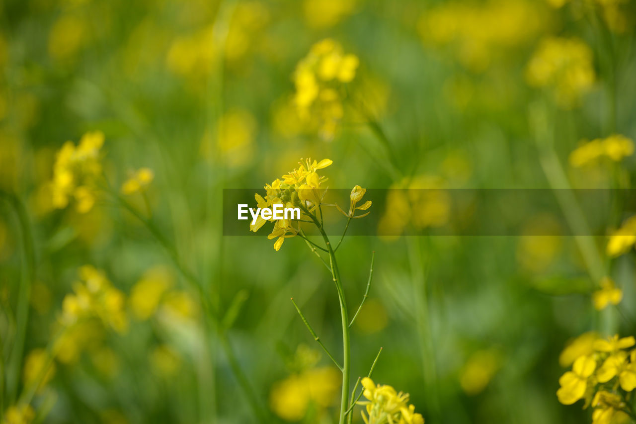 Closeup view of mustard yellow flowers blooming in field