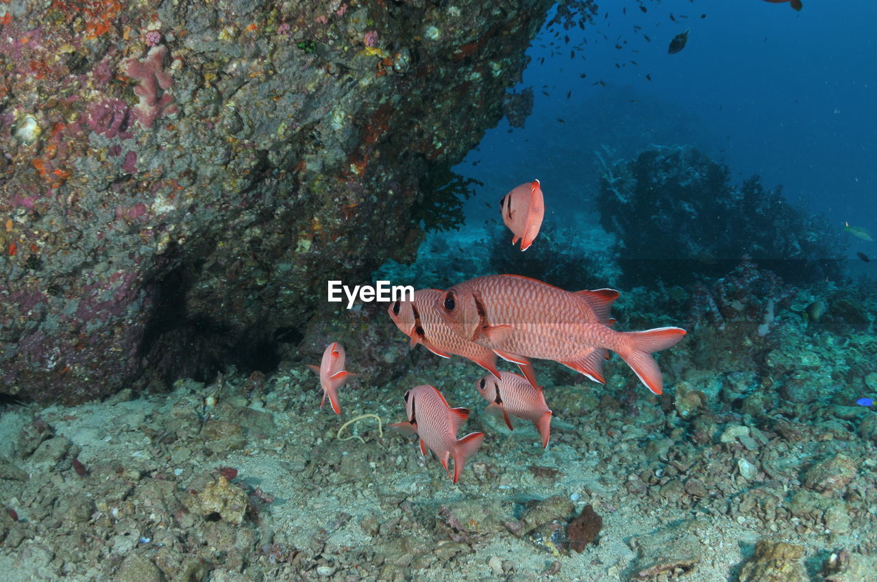 Fish swimming in sea