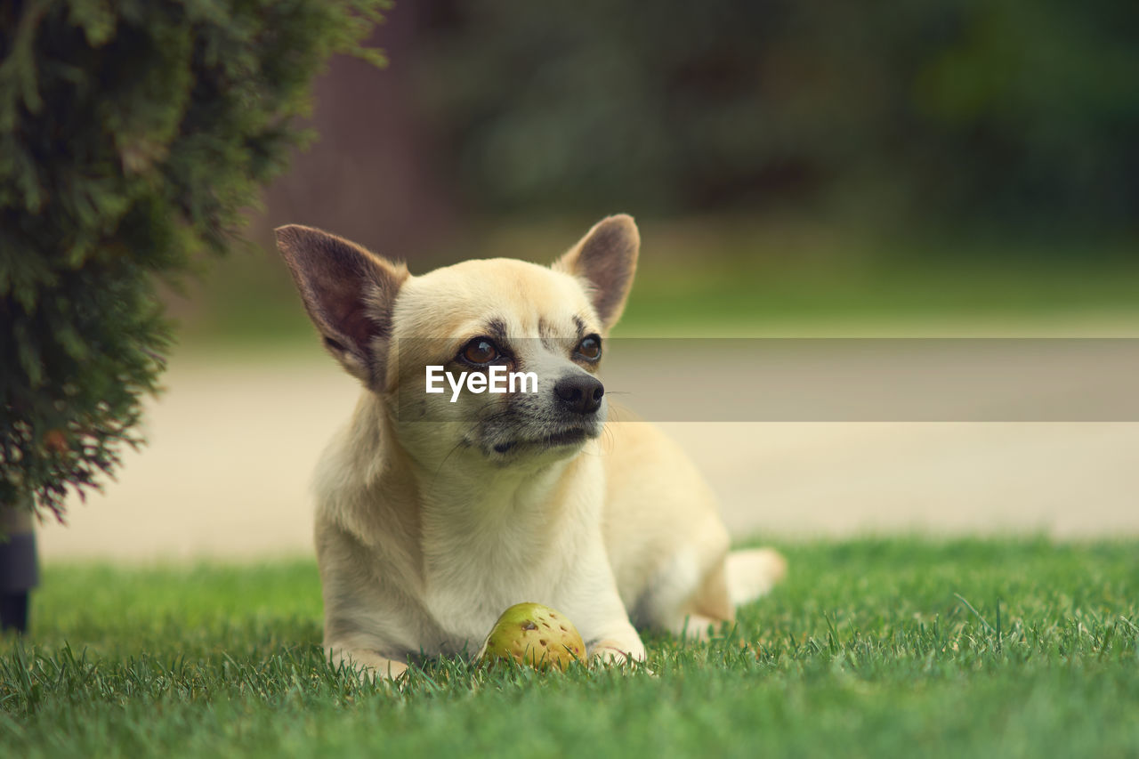 PORTRAIT OF PUPPY SITTING IN GRASS