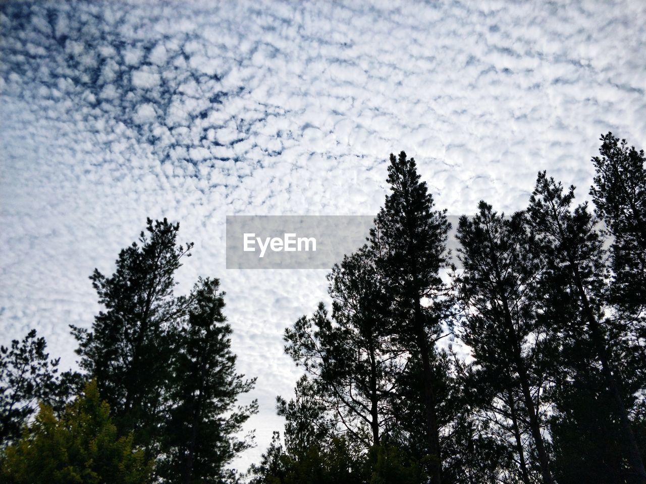 LOW ANGLE VIEW OF TREES IN FOREST