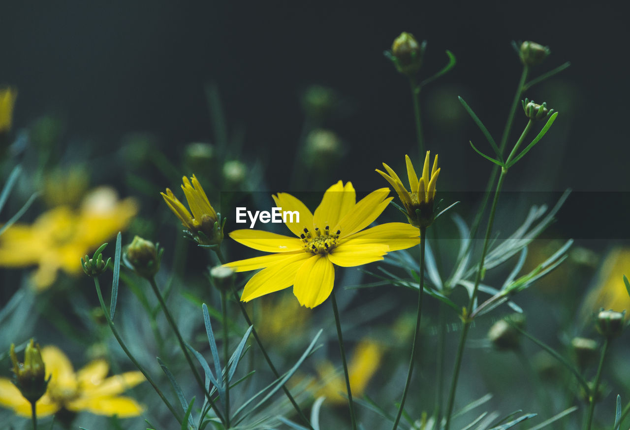 Close-up of yellow flowering plant on field