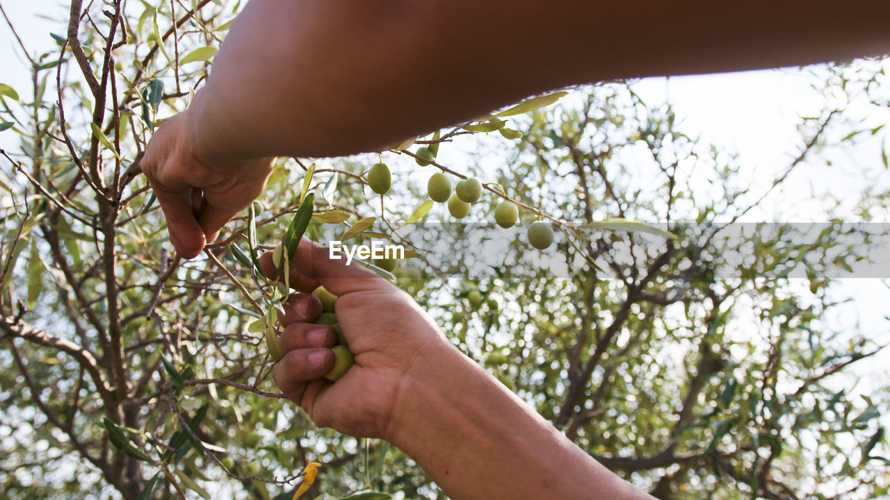 Hand picks olives from the branch