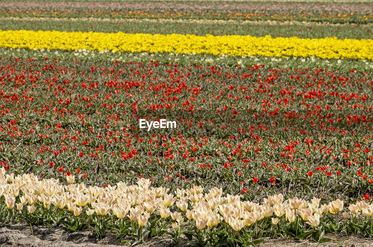 Field of tulips in the netherlands