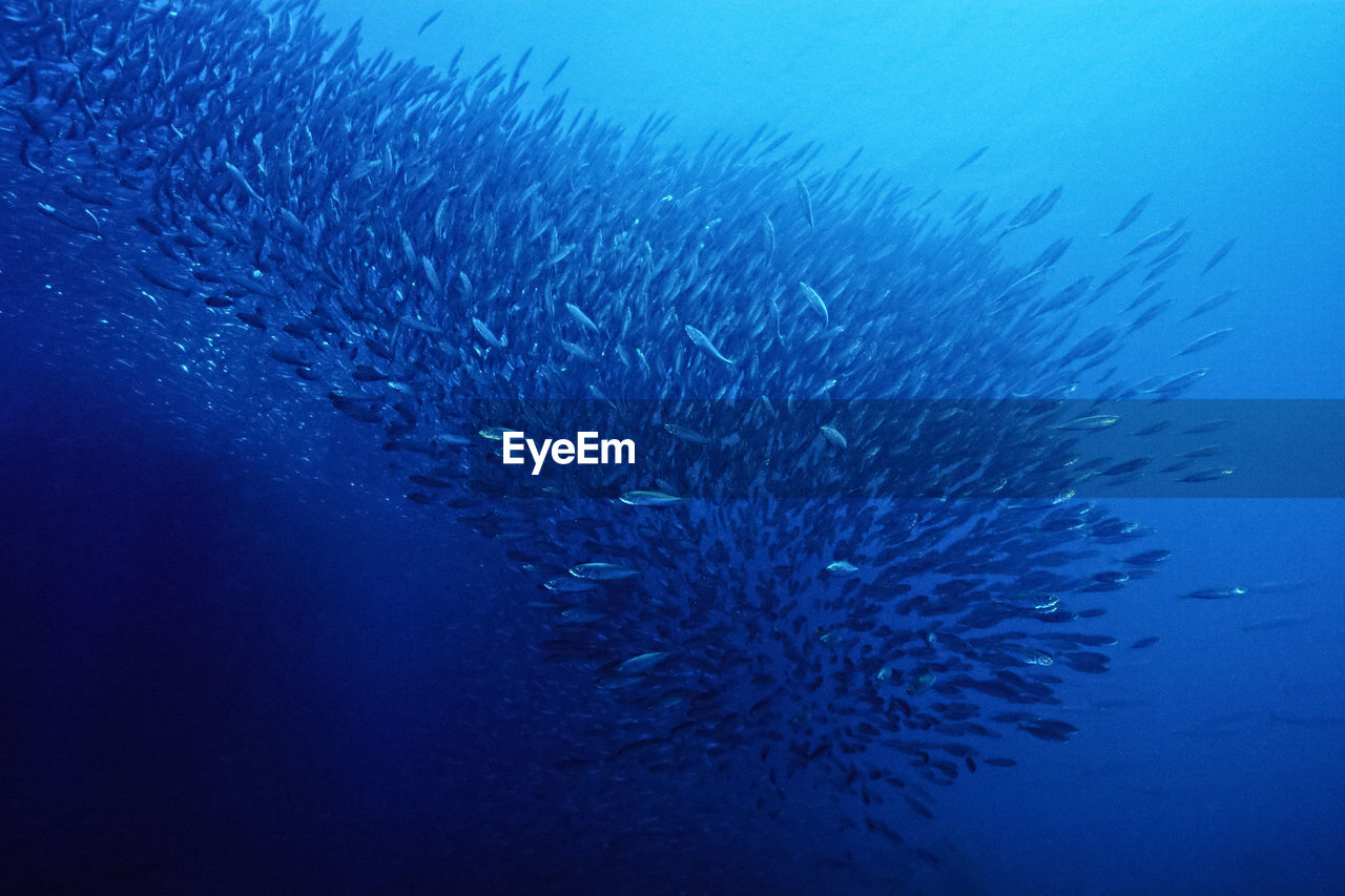 A giant school of fish.