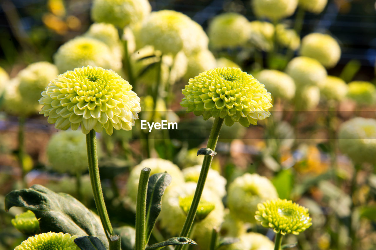 Close-up of yellow flowering plant