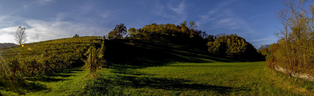 TREES ON GRASSY FIELD AGAINST CLOUDY SKY