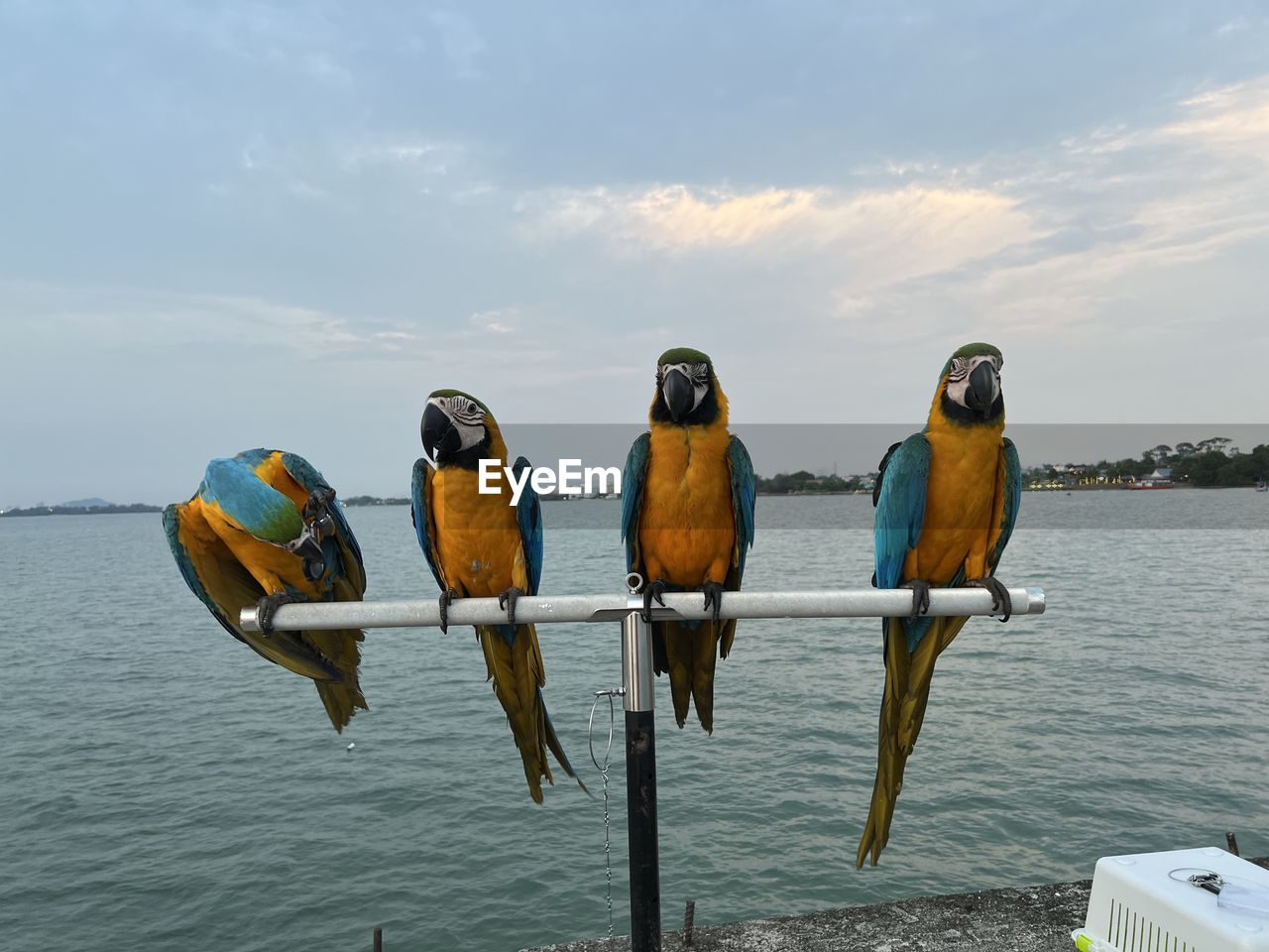 water, bird, sky, animal, nature, animal themes, animal wildlife, sea, wildlife, group of animals, cloud, day, perching, beauty in nature, no people, outdoors, vacation, nautical vessel, scenics - nature, boating, transportation