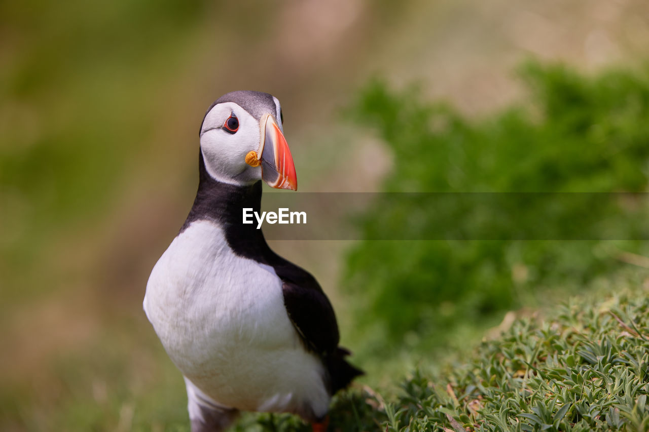 Genus fratercula. puffin atlantic bird in ireland. saltee island