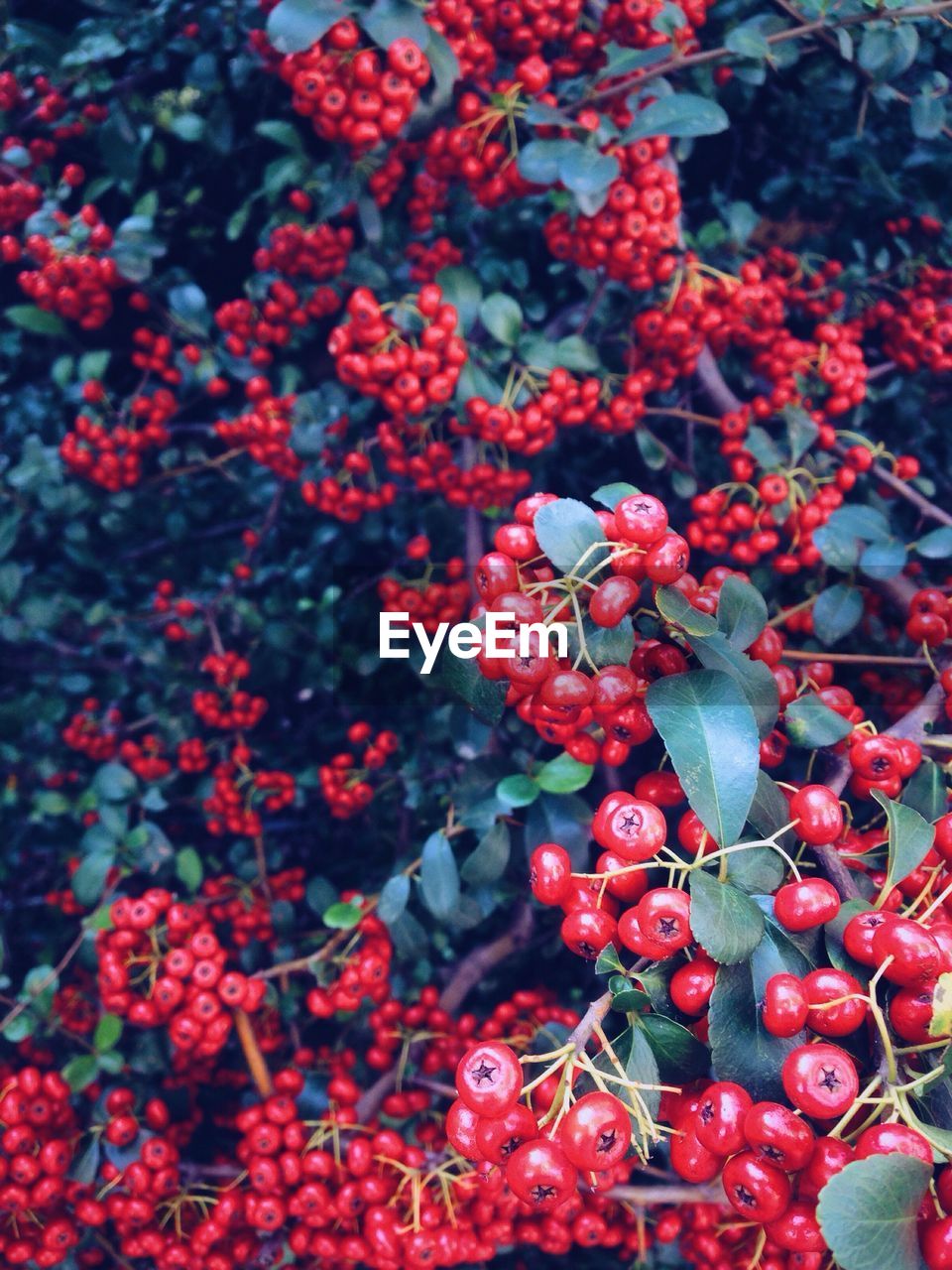 Close-up of red flowers