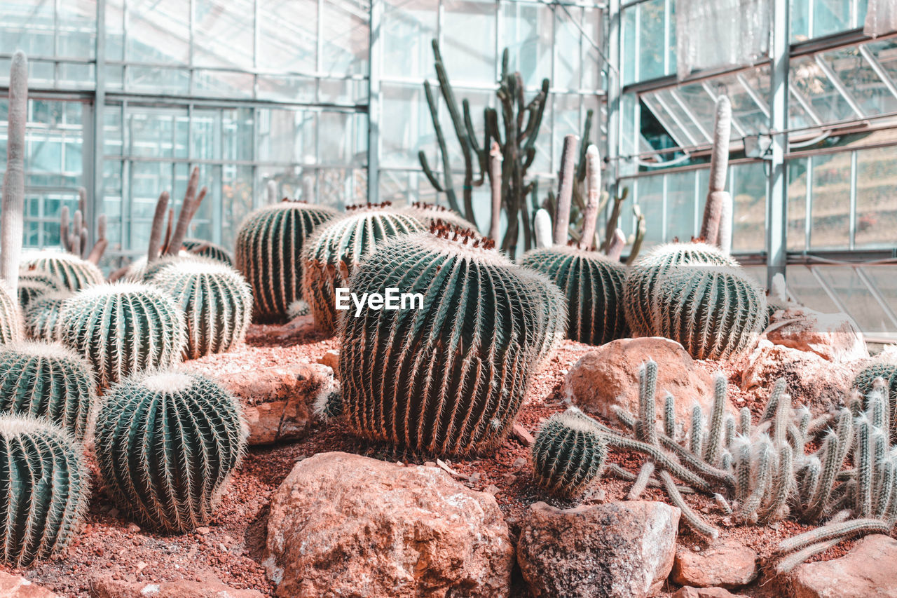 CLOSE-UP OF SUCCULENT PLANTS IN GREENHOUSE