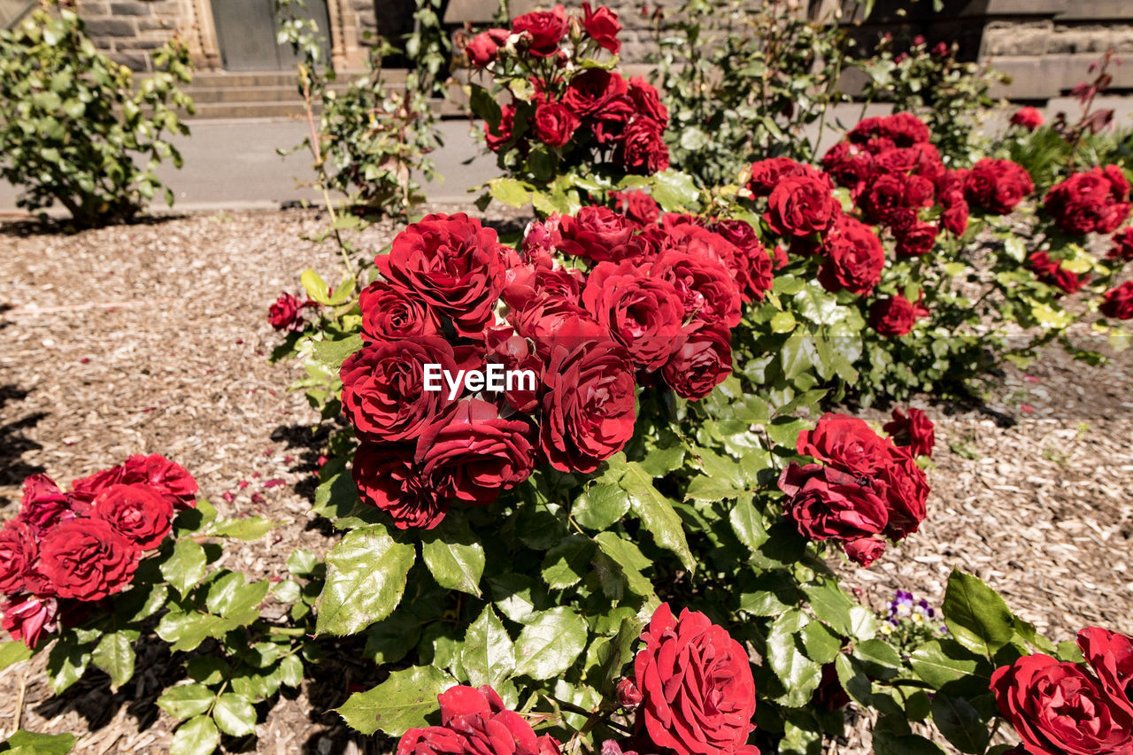 CLOSE-UP OF RED ROSES