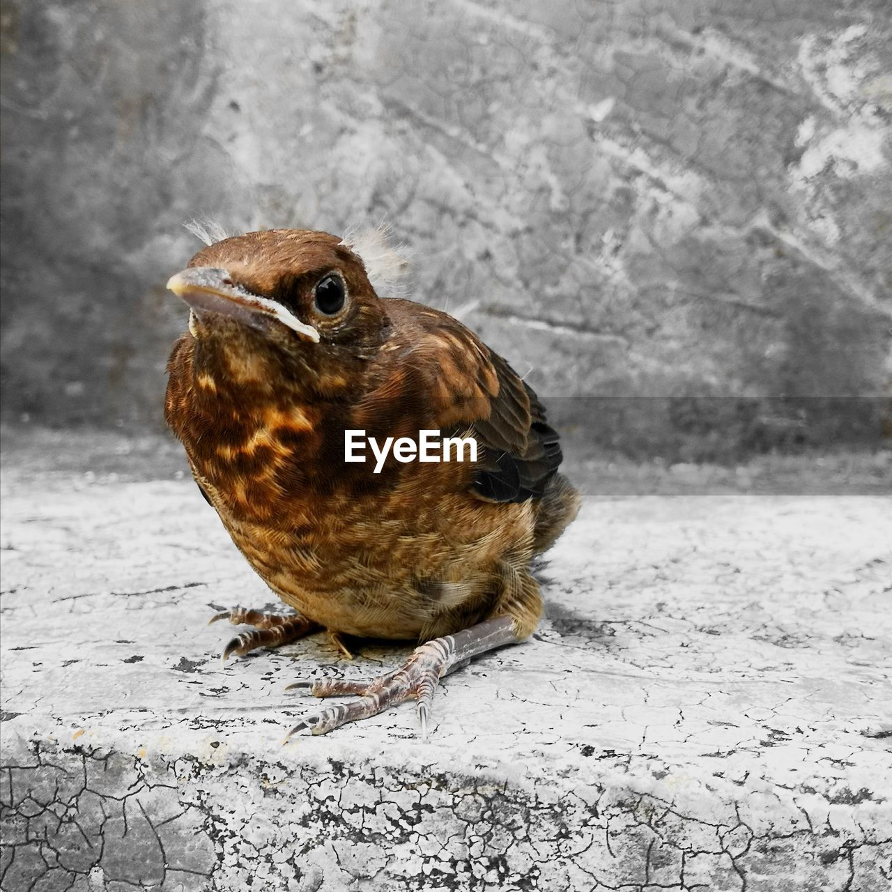 CLOSE-UP OF A BIRD