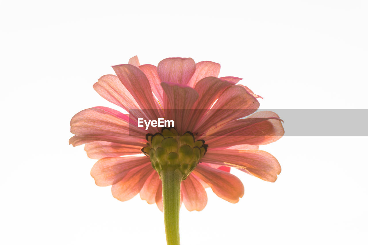 Close-up of pink flower against white background