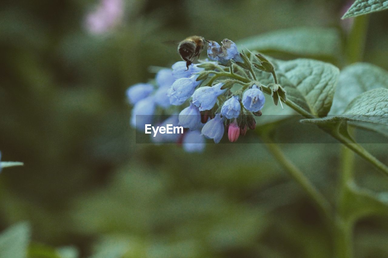 plant, nature, flower, animal wildlife, flowering plant, animal themes, animal, beauty in nature, macro photography, close-up, wildlife, freshness, insect, one animal, fragility, bee, blossom, growth, no people, leaf, petal, wildflower, green, flower head, selective focus, plant part, focus on foreground, outdoors, springtime, day, branch
