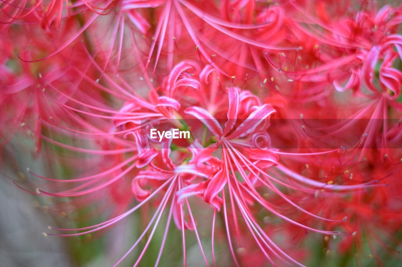 Full frame shot of red flowering plant