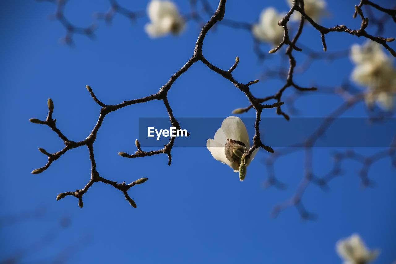 nature, branch, flower, sky, tree, leaf, plant, blossom, no people, blue, sunlight, twig, low angle view, animal, spring, animal wildlife, focus on foreground, beauty in nature, winter, outdoors, animal themes, bird, macro photography, day, clear sky, wildlife, close-up