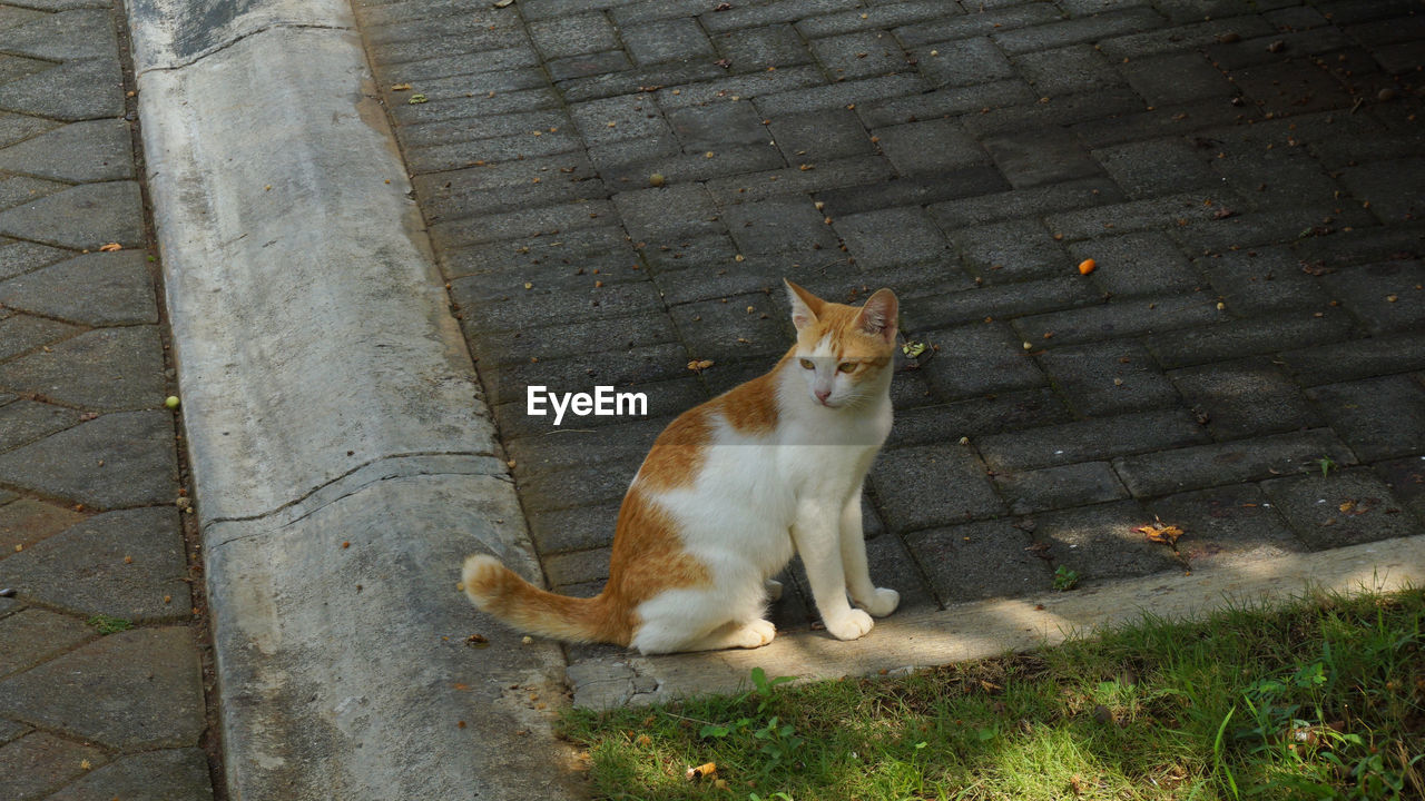 CAT SITTING ON FOOTPATH