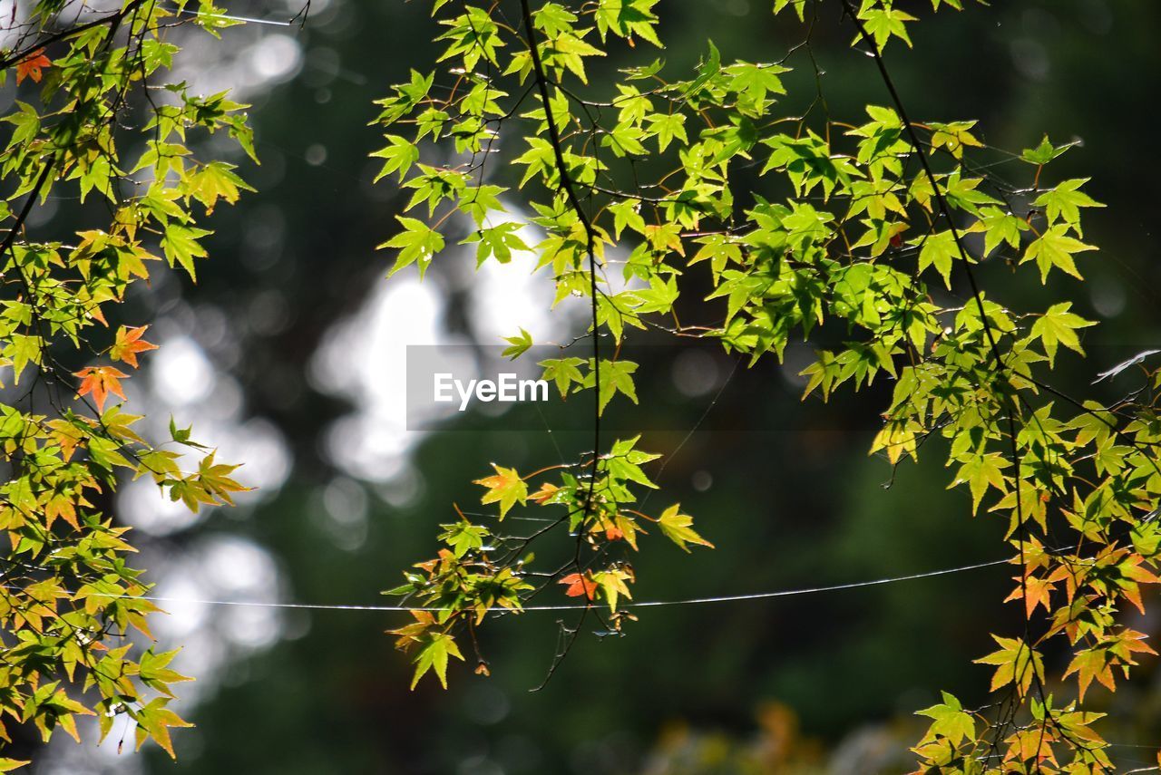 Spiderweb and japanese maple trees in sunlight
