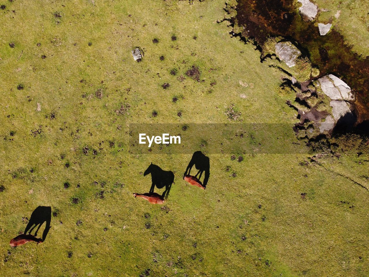 HIGH ANGLE VIEW OF BIRD ON A FIELD