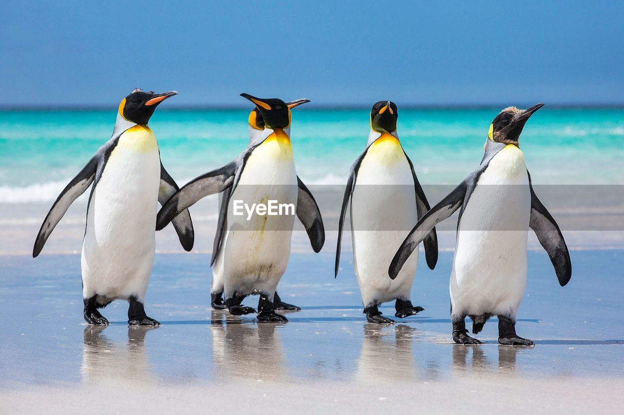 Penguins on shore at beach