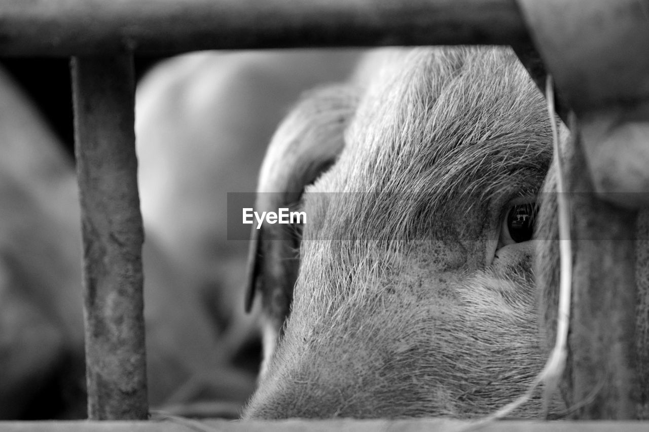 Close-up of pig seen through fence