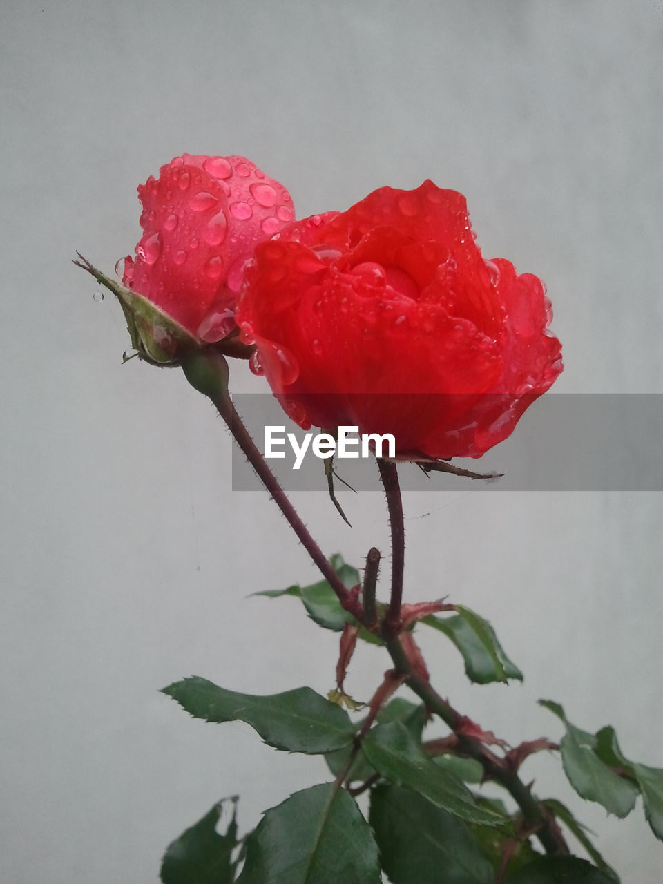 Close-up of wet red roses blooming outdoors