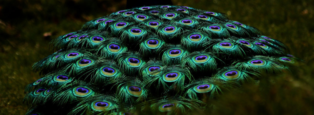 Close-up of peacock feathers on field