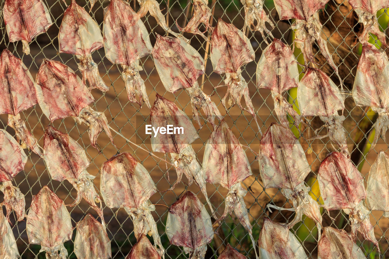 full frame, backgrounds, leaf, no people, autumn, day, nature, pattern, outdoors, fence, plant part, close-up