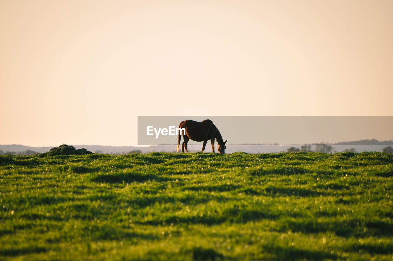 Horses in a field