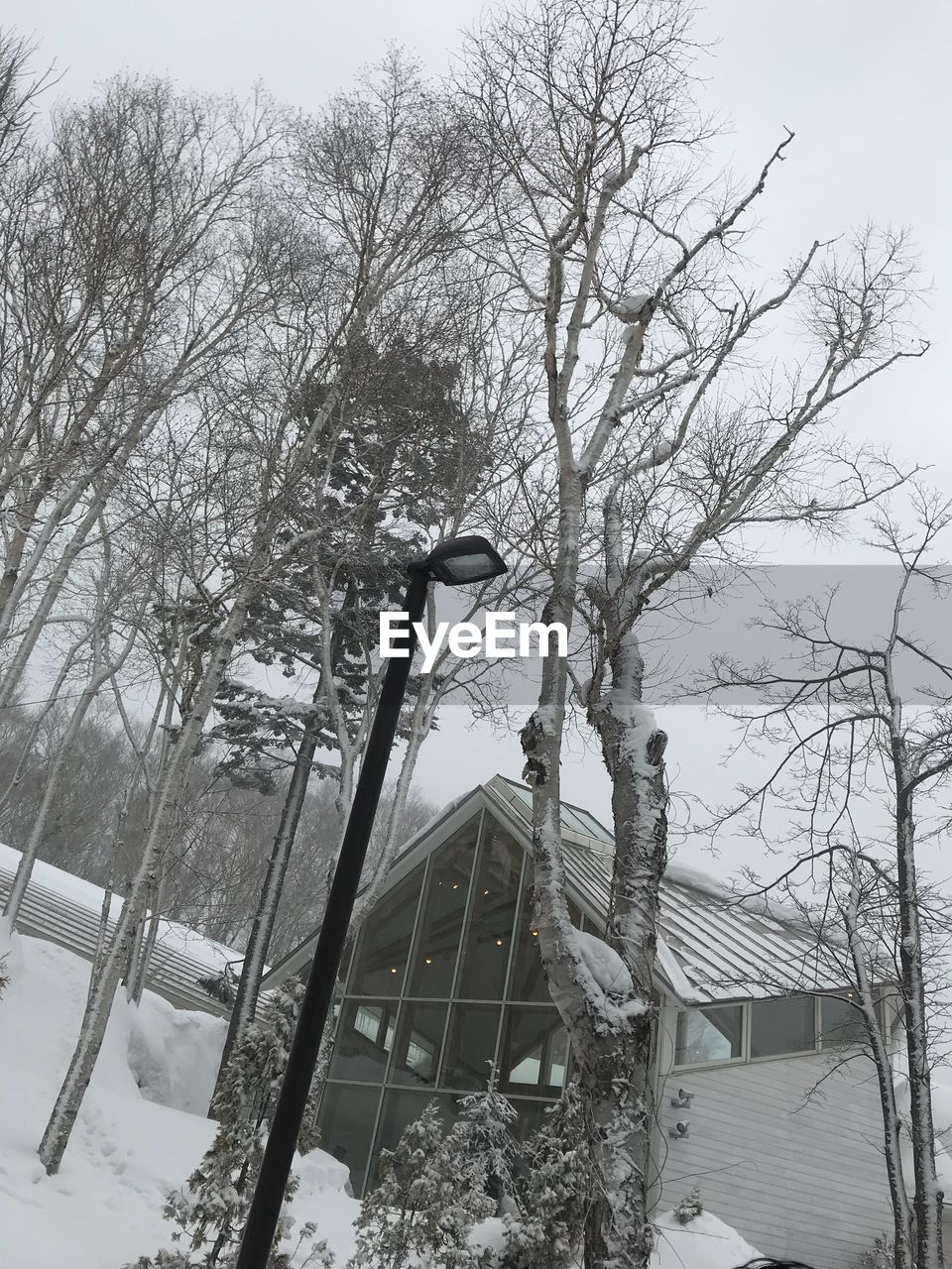 LOW ANGLE VIEW OF SNOW COVERED BARE TREES